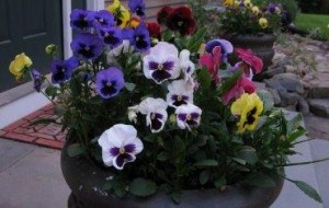 Bonick Landscaping Gardens: It's Time for Pansies  