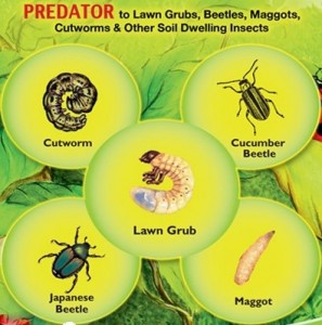 Beneficial Nematodes: Green Gardening Flea Control