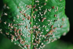 Bonick Landscaping How to Get Rid of Overwintering Pests (The Use of Dormant Oil and Horticulture Oil Sprays)  