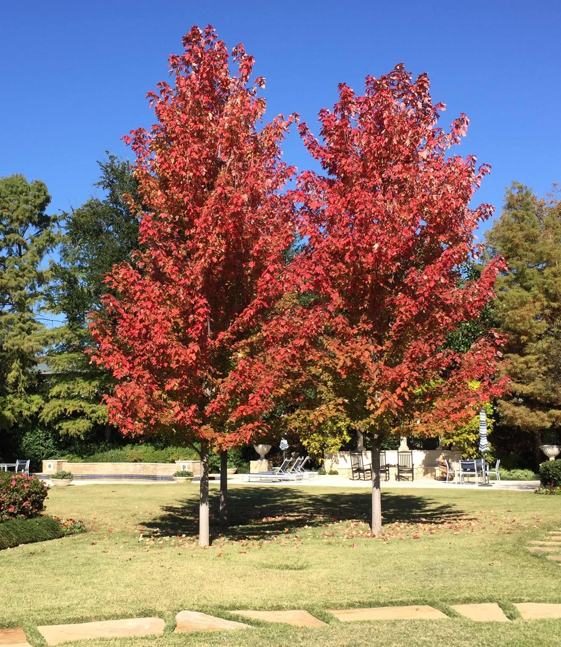 Add Color with Fall Foliage: Trees | Bonick Landscaping