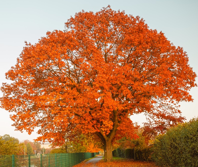 oak tree autumn