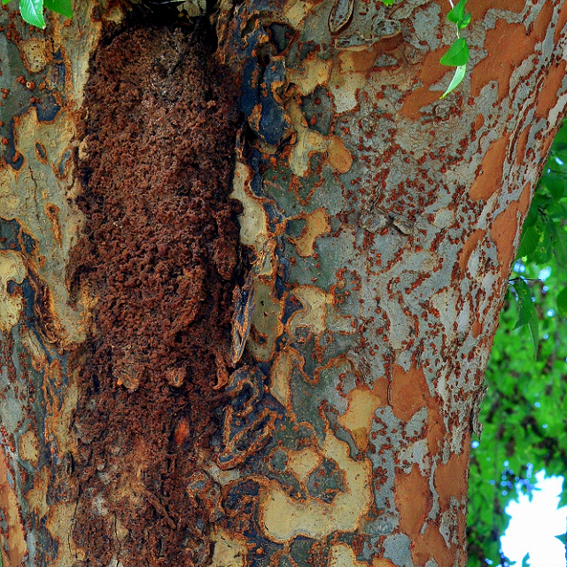 Bonick Landscaping The Beauty of Bark  