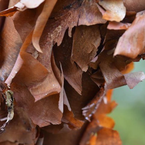 Bonick Landscaping The Beauty of Bark  