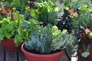 The Growing Trend of Edible Landscape Design