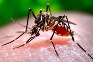 Bonick Landscaping Landscaping , Plants, & Mosquito Control