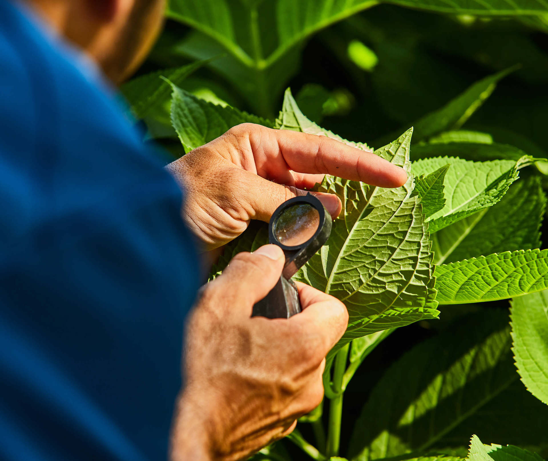 Bonick Landscaping The Down & Dirty of Plant Health Care  