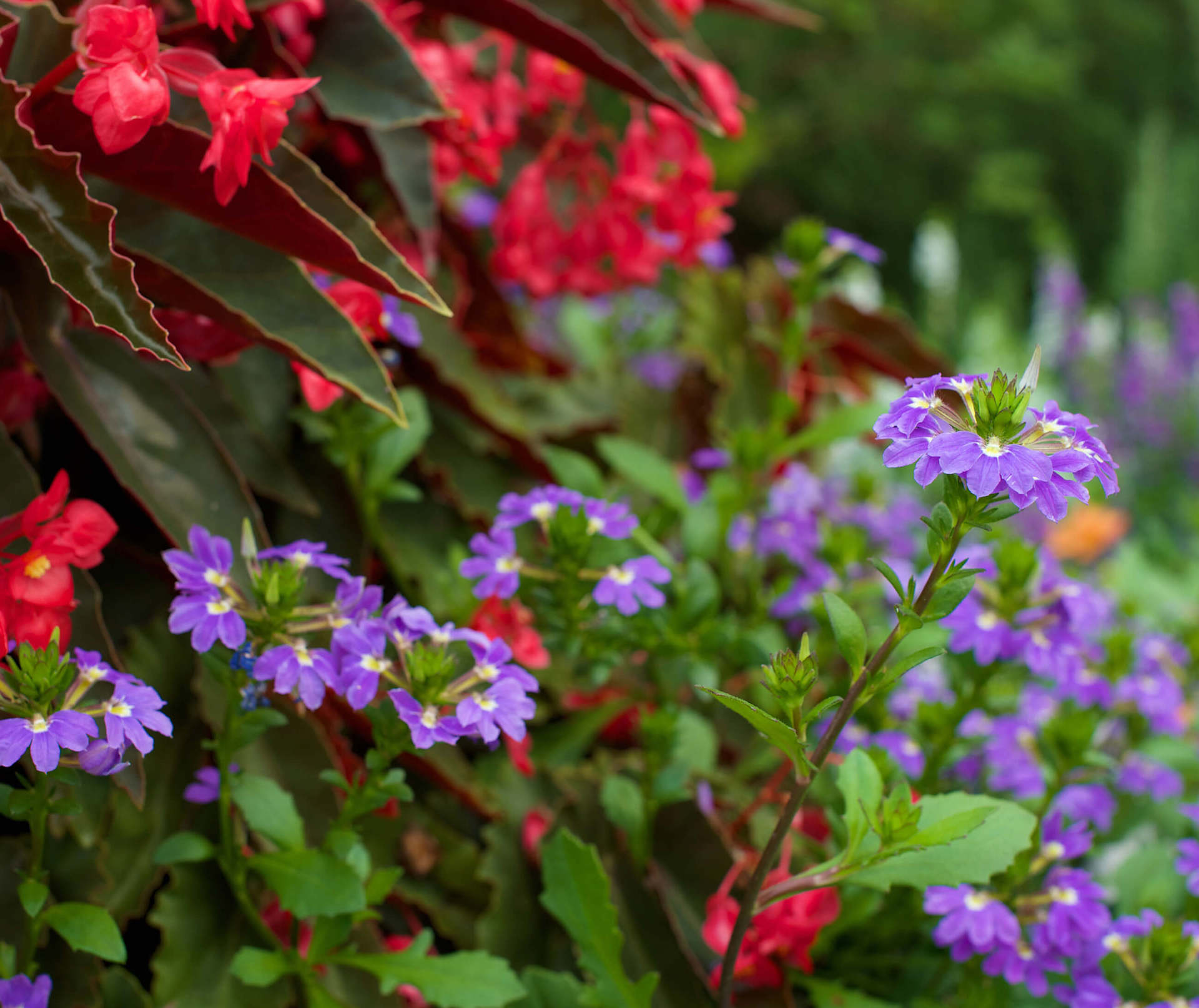 Bonick Landscaping Meet Megan Carpenter, Dallas Garden Manager  