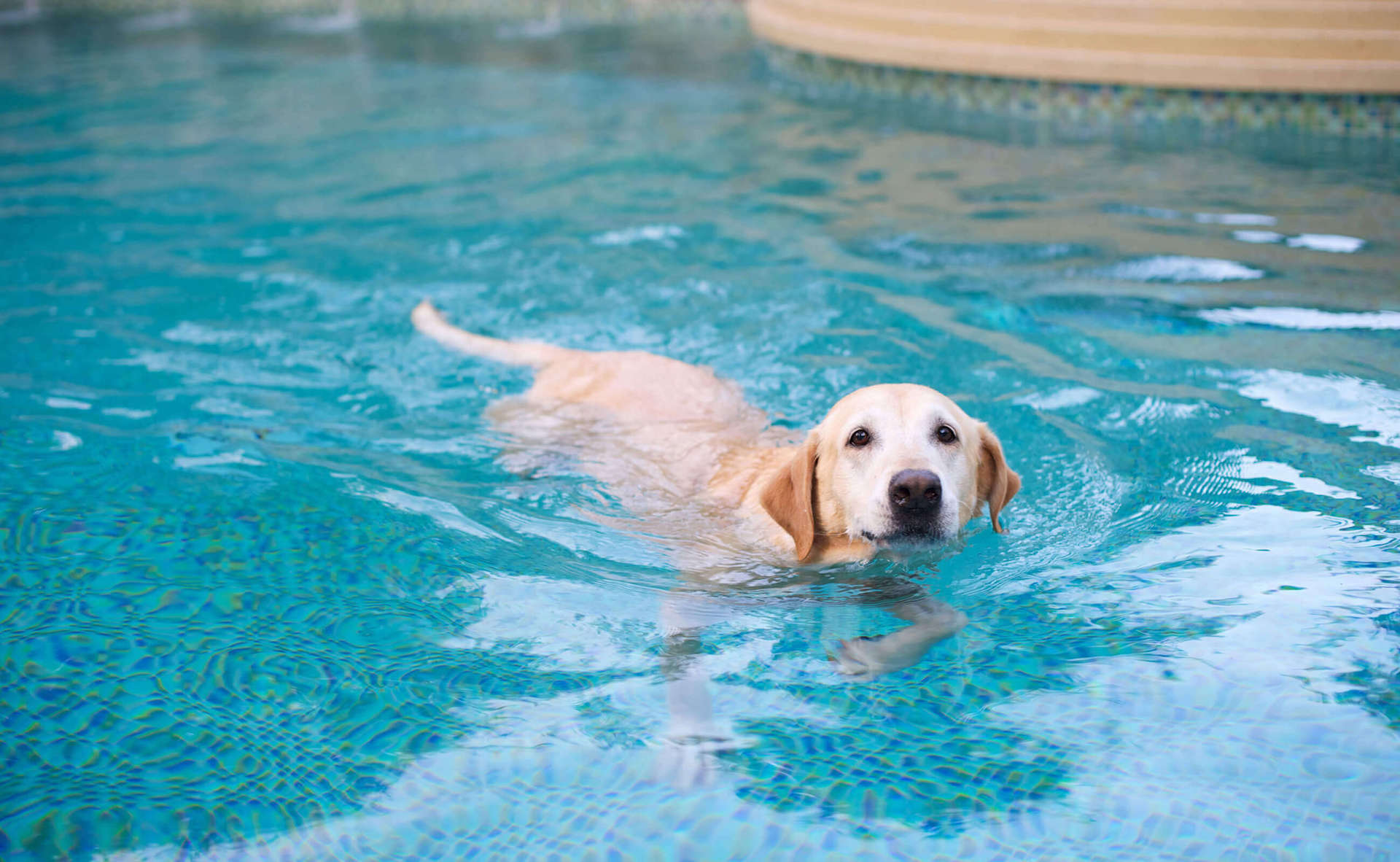 Bonick Landscaping Powerful Pool Purification