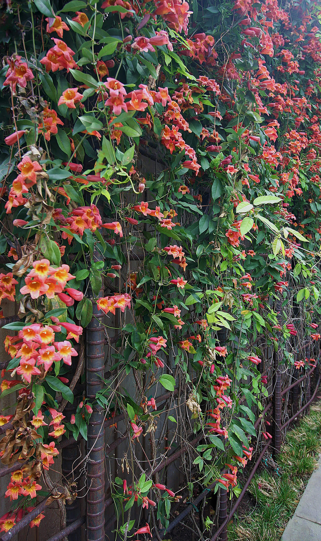 Bonick Landscaping Late Garden Bloomers  