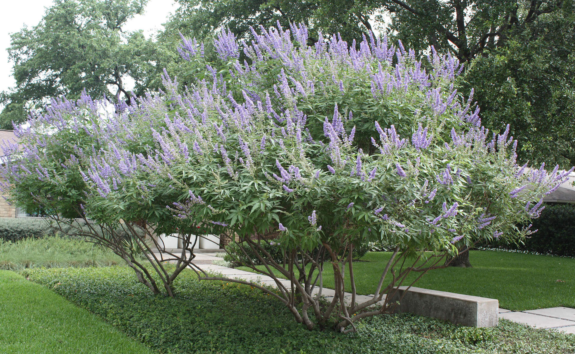 Bonick Landscaping Late Garden Bloomers  