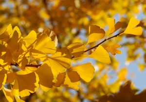 Bonick Landscaping How to Add Fall Color to Your Landscape with Trees