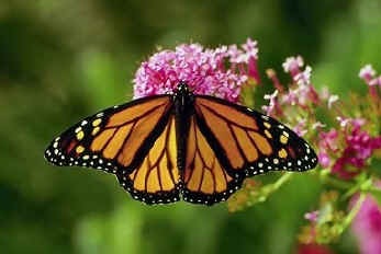 Bonick Landscaping Does a Cold Winter Really Kill Off Insects?
