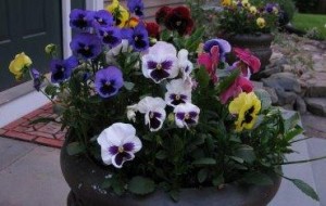 Gardens: It’s Time for Pansies