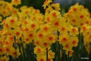 Bonick Landscaping Gardens: It’s Not too Late to Plant Bulbs