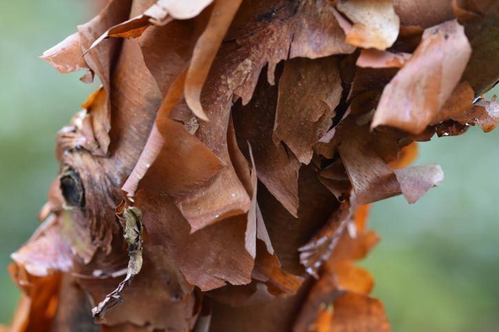 The Beauty of Bark