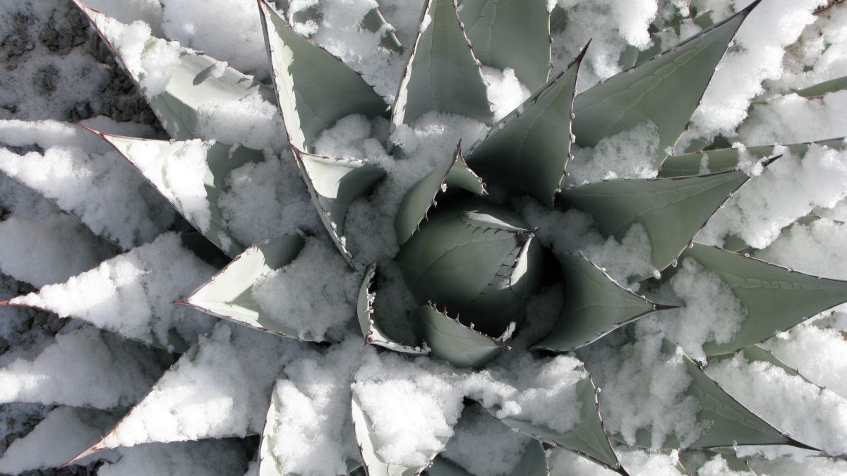 Bonick Landscaping Texas Freeze Preparedness