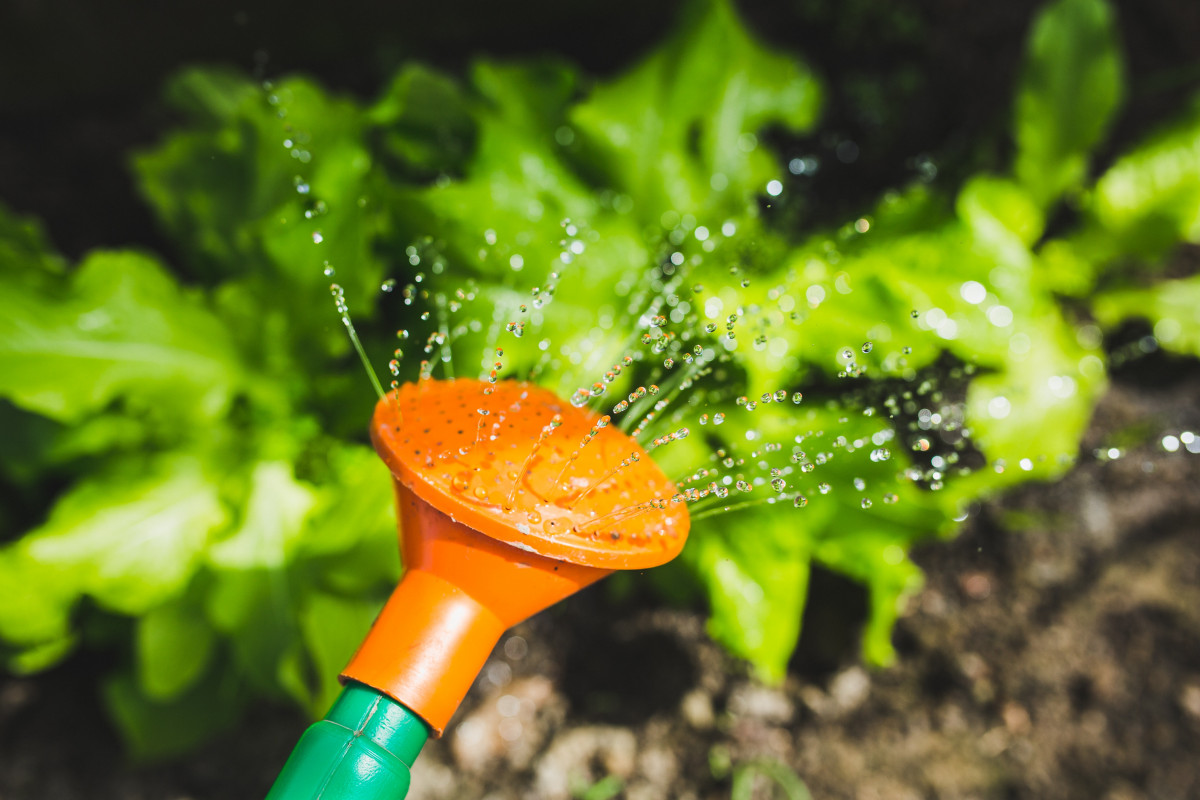 Bonick Landscaping Texas Freeze Preparedness  