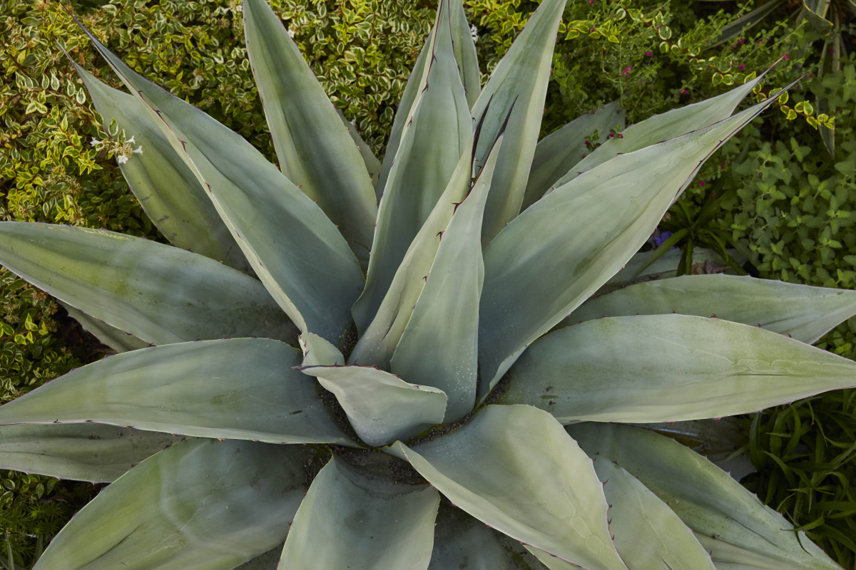 Bonick Landscaping Developing a Drought-Tolerant Landscape  