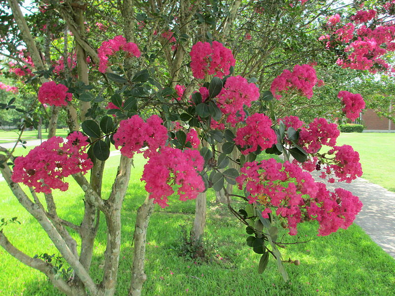 Bonick Landscaping Late Garden Bloomers  