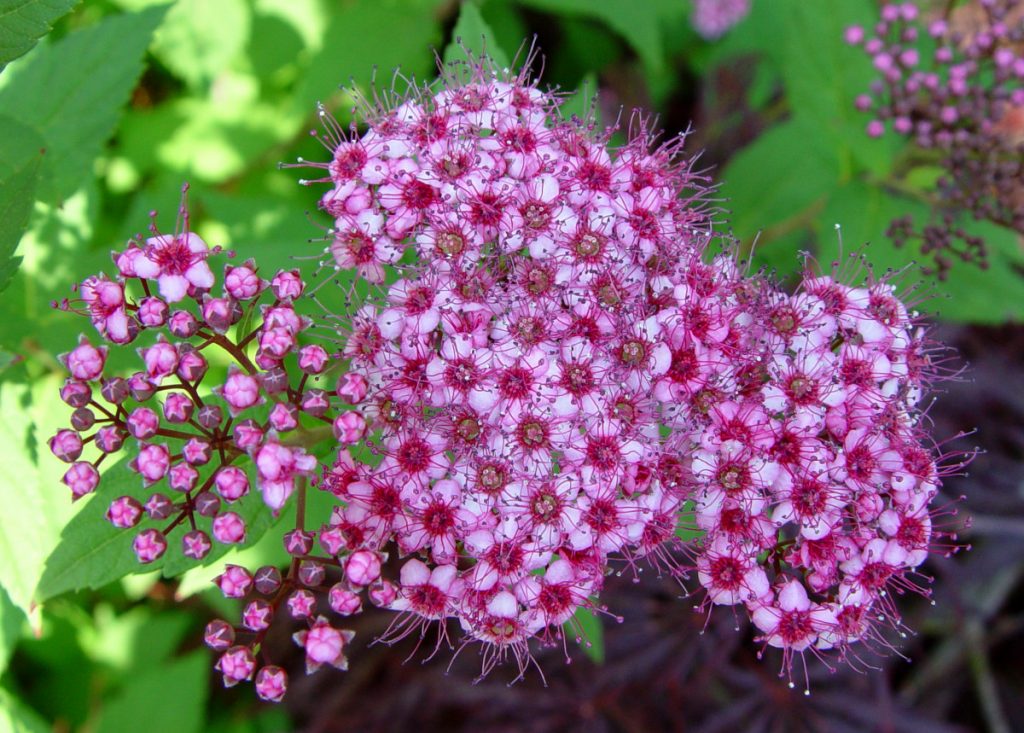 Bonick Landscaping Late Garden Bloomers  