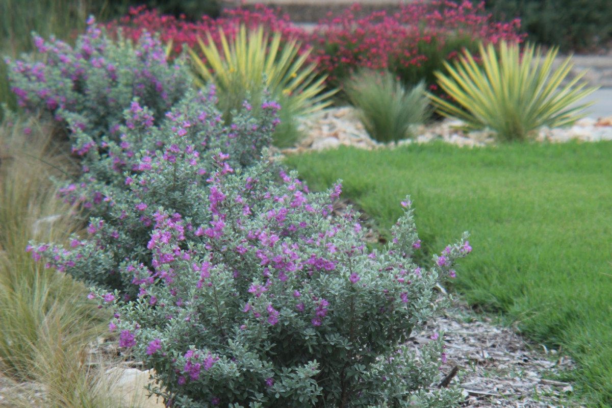 Late Garden Bloomers