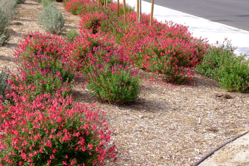 Bonick Landscaping Biodiverse Garden Benefits  