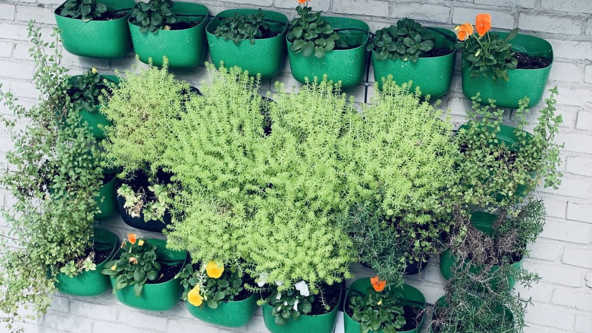 Herbs for the Holidays (& Beyond) <p>As you’re finalizing your fall garden maintenance, don’t forget to harvest your herbs! From ravishing rosemary to tangy time and…</p>