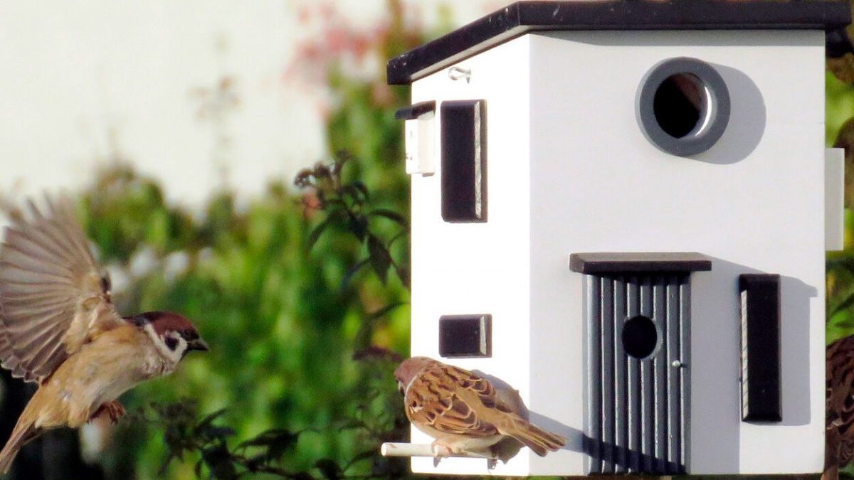 For the Birds <p>As the months grow cooler, day dwindles to night faster, and our local vegetation varies, our fine, feathered friends also…</p>