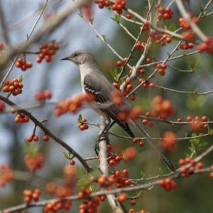 Bonick Landscaping For the Birds  