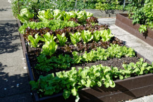 Bonick Landscaping Five Tips for a Flourishing Fall Vegetable Garden  