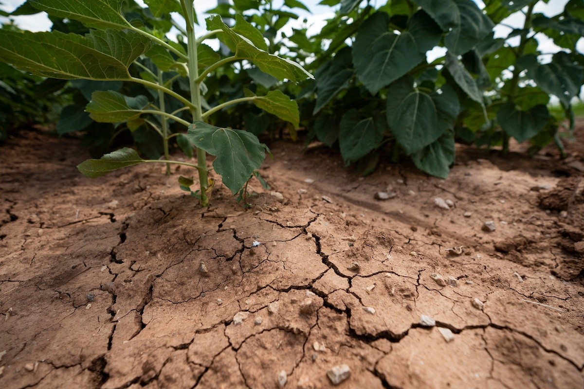 Bonick Landscaping The Dangers of Drought  