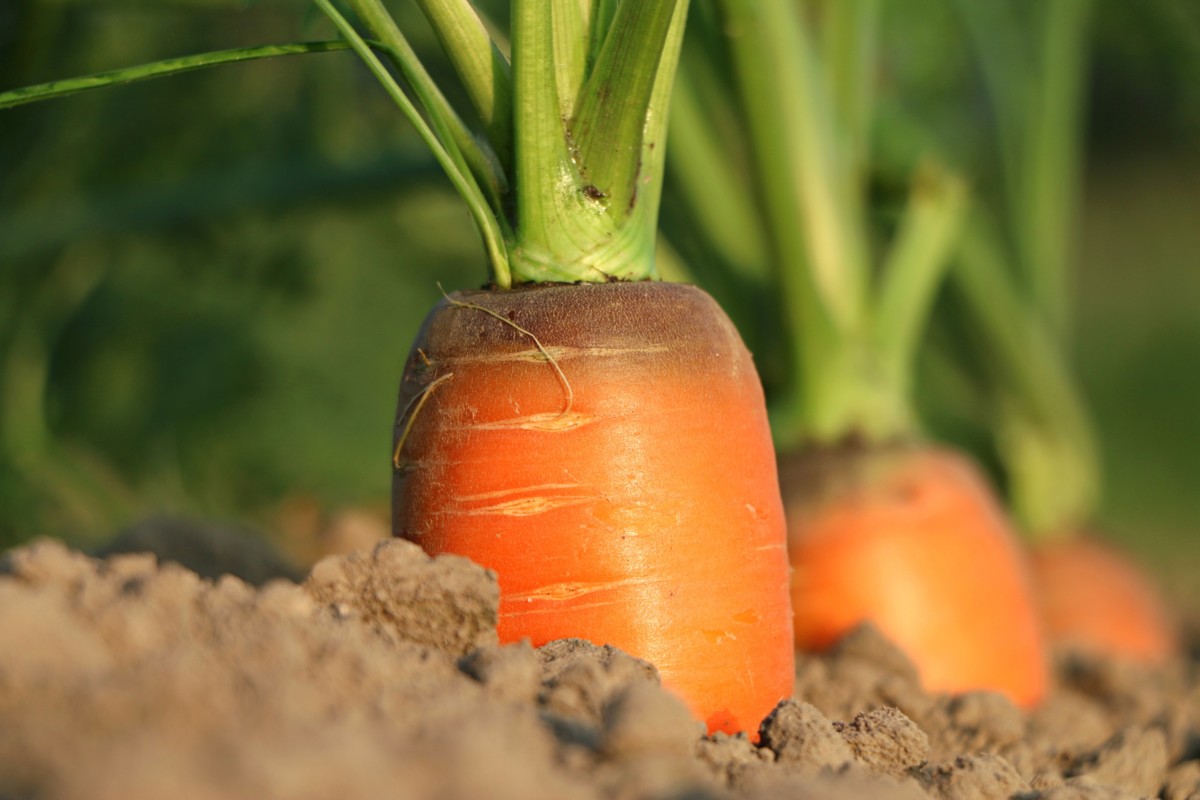 Bonick Landscaping Five Tips for a Flourishing Fall Vegetable Garden  