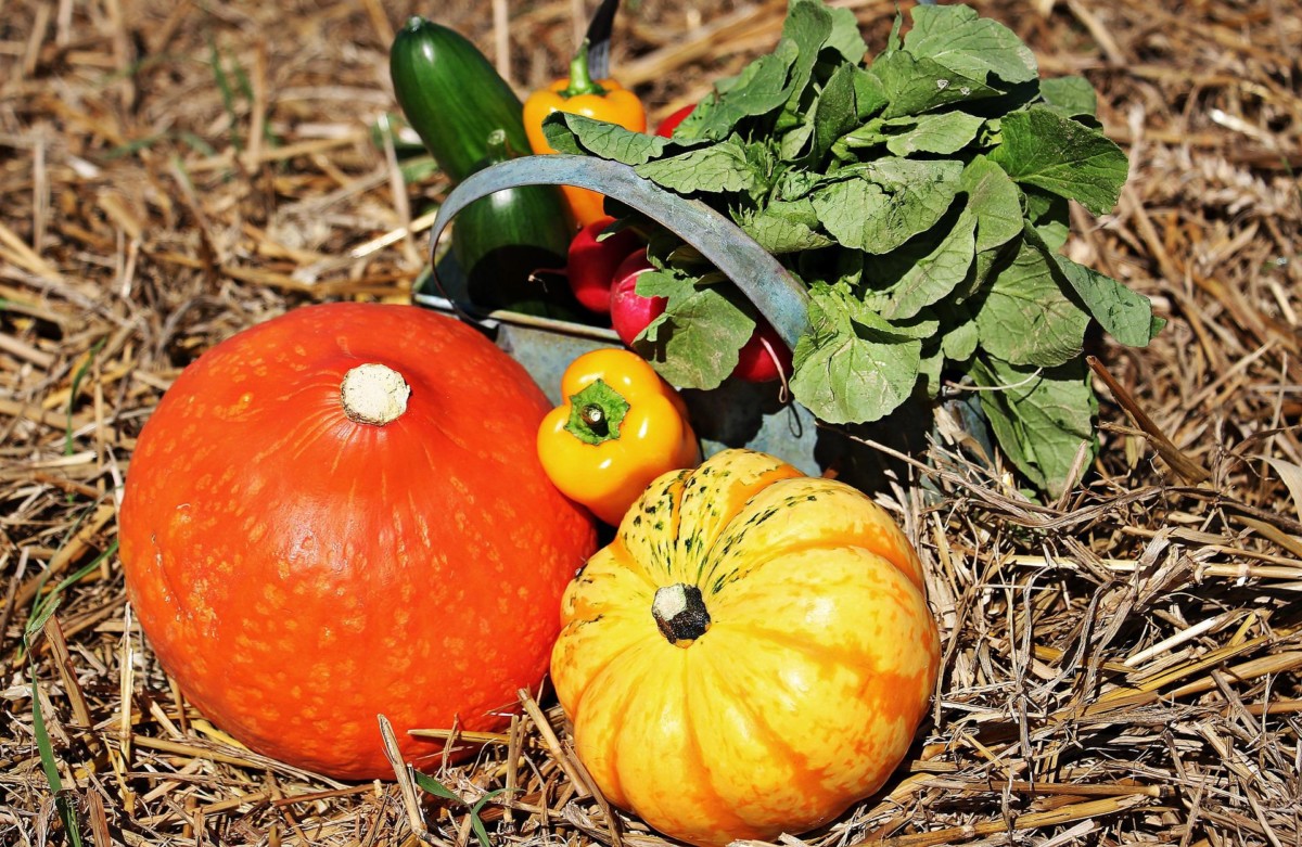 Five Tips for a Flourishing Fall Vegetable Garden