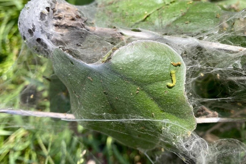 Bonick Landscaping Autumn, Aphids, & Caterpillars, Oh My!  