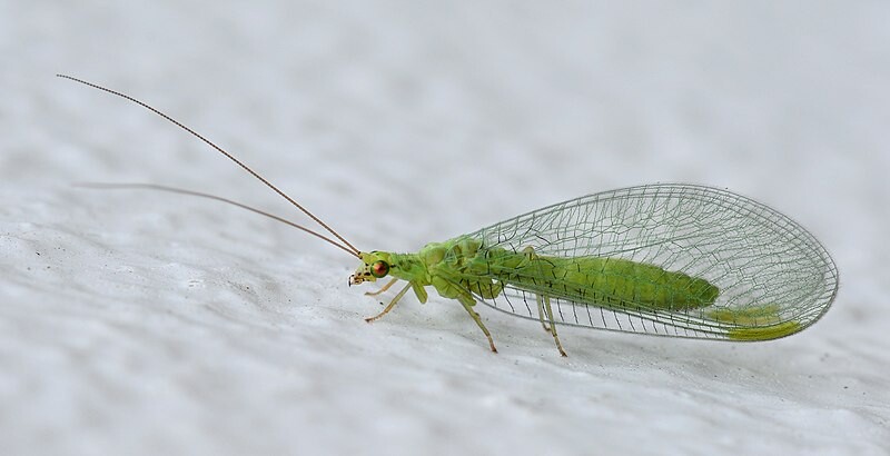 Bonick Landscaping Autumn, Aphids, & Caterpillars, Oh My!  