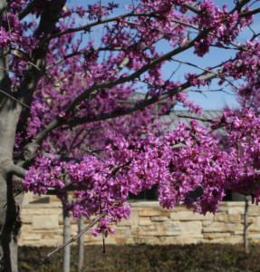 Bonick Landscaping Viva Magenta!  