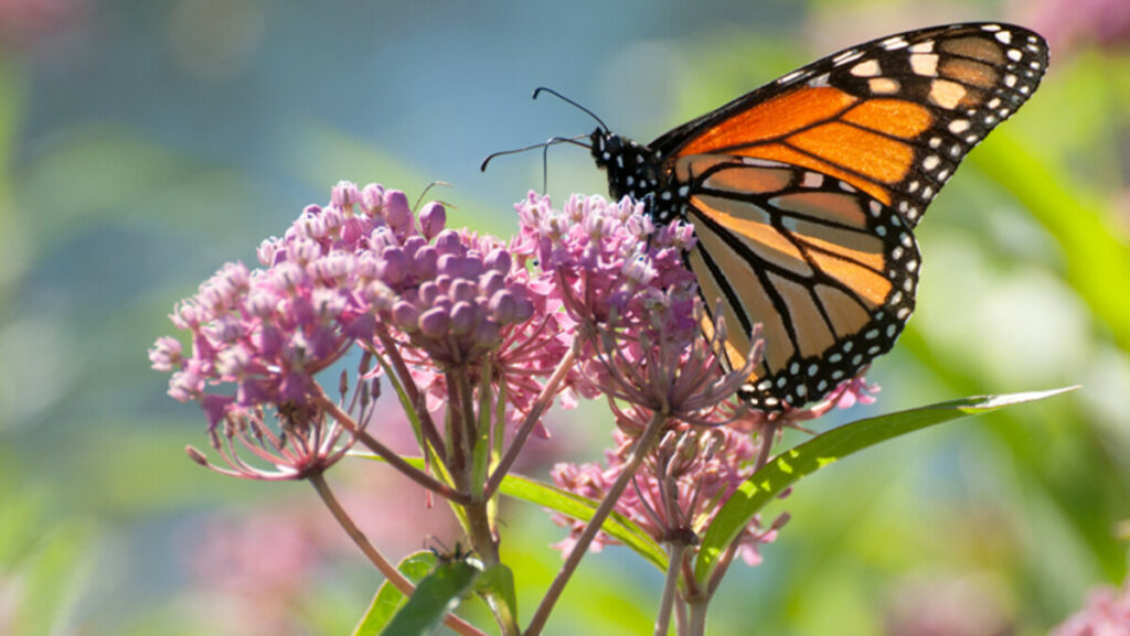 Bonick Landscaping Texas Pollinators with a Purpose  