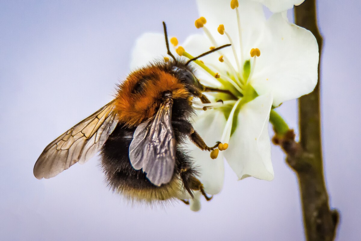 Texas Pollinators with a Purpose