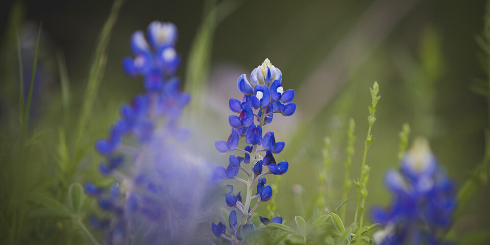 Why Native Plant Dormancy is Crucial in North Texas