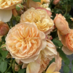 Bonick Landscaping Cultivate Connection with Pantone's 2024 Color of the Year: Peach Fuzz  