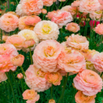 Bonick Landscaping Cultivate Connection with Pantone's 2024 Color of the Year: Peach Fuzz  