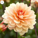 Bonick Landscaping Cultivate Connection with Pantone's 2024 Color of the Year: Peach Fuzz  