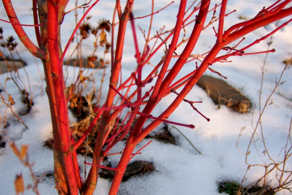 Bonick Landscaping Why Native Plant Dormancy is Crucial in North Texas  