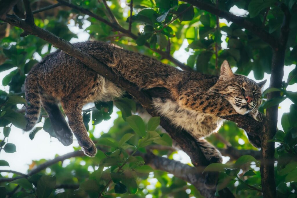 Bonick Landscaping The Wonders of Dallas Wildlife  
