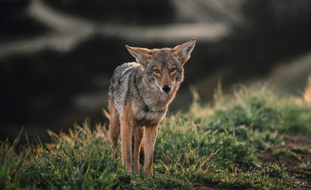 Bonick Landscaping The Wonders of Dallas Wildlife  