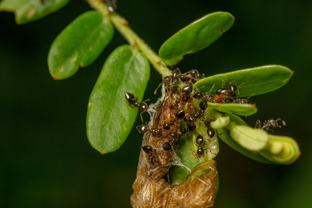 The Best Backyard Bug Prevention Causes and Remedies for Unwanted Bugs in Your Landscape Every year, we eagerly anticipate spring rain and warmer temperatures to...