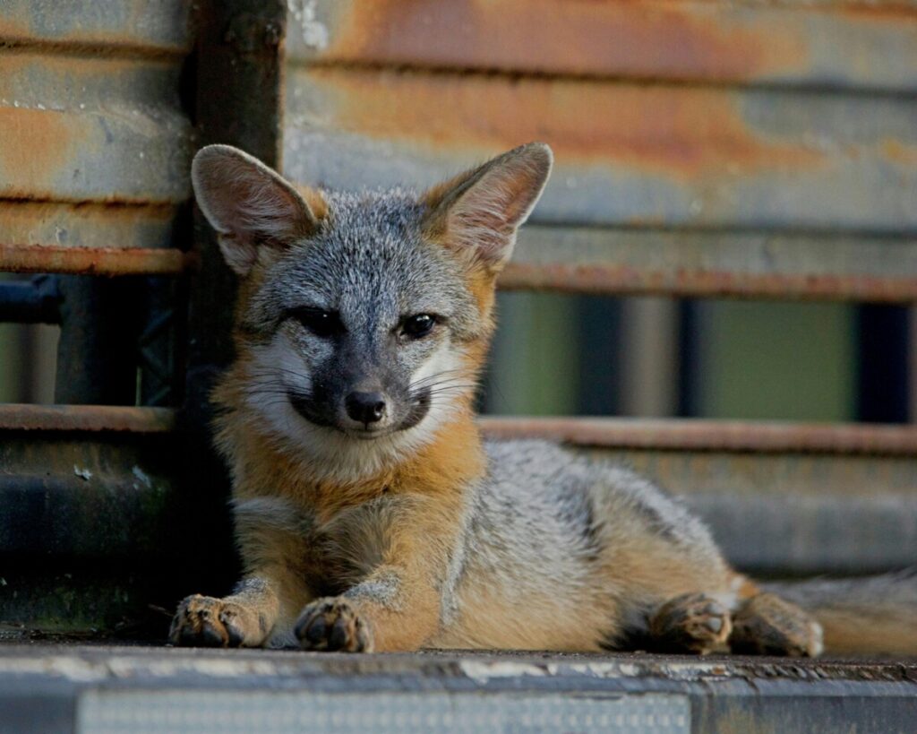 Bonick Landscaping The Wonders of Dallas Wildlife  