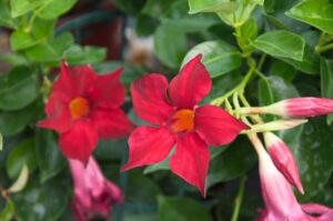 Bonick Landscaping Best Annual Summer Blooms & Perennial Pairings for Texas  
