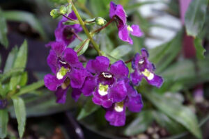 Bonick Landscaping Best Annual Summer Blooms & Perennial Pairings for Texas  