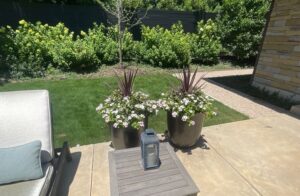 Bonick Landscaping Best Annual Summer Blooms & Perennial Pairings for Texas  